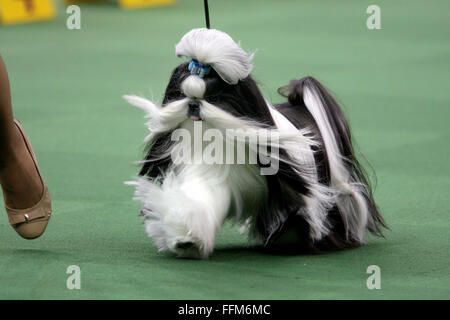 New York, USA. 15 Février, 2016. GCH Wenrick's ne pas cesser de croire, une Shih Tzu pendant le concours du groupe de jouets au Westminster Dog Show au Madison Square Garden, le lundi 15 février 2016. Il a pris la première place dans le groupe. Crédit : Adam Stoltman/Alamy Live News Banque D'Images