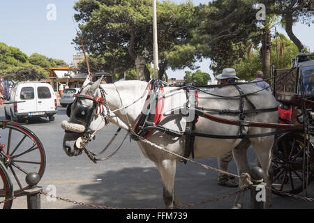 Cheval et un chariot à l'entrée principale de la vieille ville de Mdina à Malte Banque D'Images