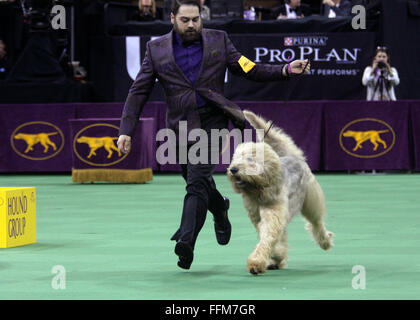 New York, USA. 15 Février, 2016. CH'est d'Aberdeen, une dépendance ultime dans l'Otterhound Hound group compétition durant les Hound group compétition à la Westminster Dog Show au Madison Square Garden, le lundi 15 février 2016. Crédit : Adam Stoltman/Alamy Live News Banque D'Images