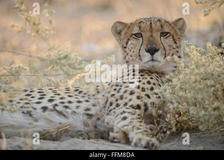 Guépard mâle (acinoyx jubatus) reposant entre les fleurs de soleil de l'après-midi dans le Parc National de Moremi (noir) zone des piscines), au Botswana. Banque D'Images