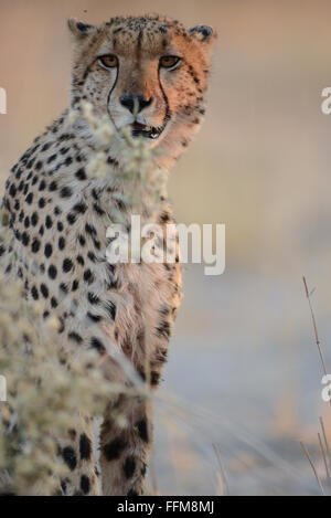 Guépard mâle(Acinonyx jubatus) assis dans la lumière du soleil de l'après-midi dans le Parc National de Moremi (Xini Lagoon), Botswana Banque D'Images