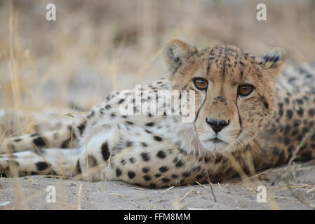 Les jeunes au repos Guépard (Acinonyx jubatus) avec un regard curieux dans Moremi National Park (noir), Botswana Piscines Banque D'Images