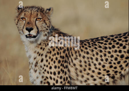 Portrait d'un homme Guépard (Acinonyx jubatus) dans la belle lumière du soleil de l'après-midi dans le Parc National de Moremi (Xini Lagoon) Botswana. Banque D'Images