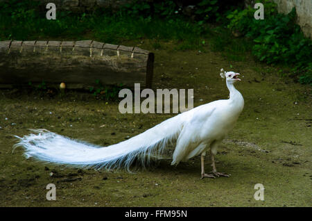 Oiseau paon blanc sur fond vert de jardin Banque D'Images