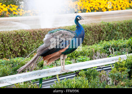 Peacock dans un jardin public. Photo prise à Cecilio Rodriguez Gardens, le parc du Retiro, Madrid, Espagne Banque D'Images