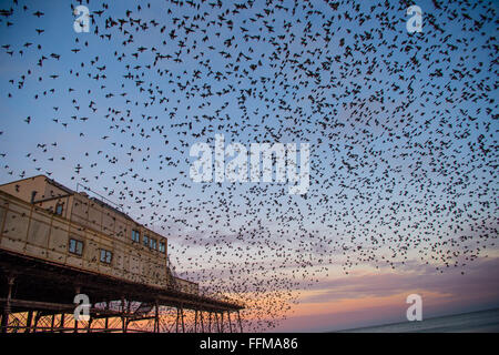 Aberystwyth, Pays de Galles, Royaume-Uni. 16 Février, 2016. Météo France : Après la nuit la plus froide de l'année jusqu'à présent cet hiver, avec des températures chutant dans les endroits à moins de 6 ºC, des dizaines de milliers d'étourneaux remplir le ciel à mesure qu'ils se présentent en masse à l'aube de leur nuit sous la pluie et le pier à Aberystwyth Wales Crédit : Keith morris/Alamy Live News Banque D'Images