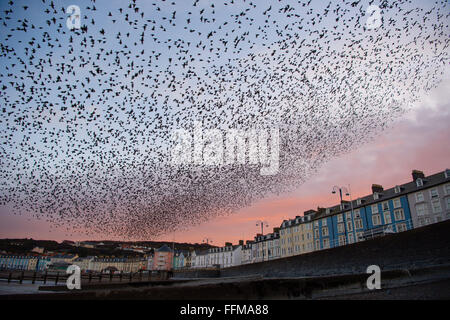 Aberystwyth, Pays de Galles, Royaume-Uni. 16 Février, 2016. Météo France : Après la nuit la plus froide de l'année jusqu'à présent cet hiver, avec des températures chutant dans les endroits à moins de 6 ºC, des dizaines de milliers d'étourneaux remplir le ciel à mesure qu'ils se présentent en masse à l'aube de leur nuit sous la pluie et le pier à Aberystwyth Wales Crédit : Keith morris/Alamy Live News Banque D'Images