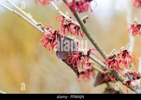 Hamamelis x intermedia Rubin. L'hamamélis 'Rubin' la floraison en hiver. UK Banque D'Images