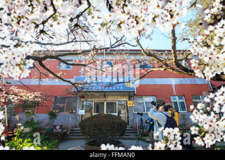 Le Parc National Alishan Saison Des Cerisiers En Fleur