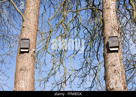 Pour chauves sur les arbres d'hiver. UK Banque D'Images
