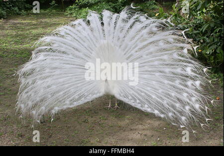 Leucistic ou tout blanc variété du paon bleu (Pavo cristatus alba). Homme afficher son tail feathers Banque D'Images