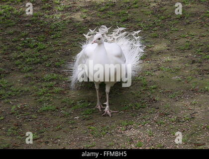 Leucistic femelle ou tout blanc variété du paon bleu (Pavo cristatus alba). Banque D'Images