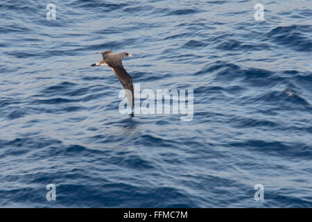 Puffin cendré (Calonectris diomedea),, volant bas au-dessus de la mer juste au large de La Gomera, Îles Canaries, Espagne. Banque D'Images