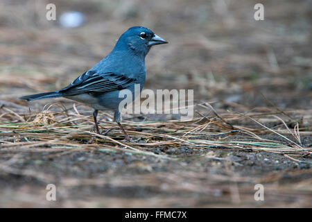 Pinson bleu, (Fringilla teydea), homme, Tenerife, Canaries, Espagne. Banque D'Images