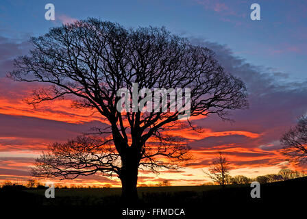 Wigton, Cumbria, Royaume-Uni. 16 Février, 2016. Météo France : dans les terres agricoles près de Wigton, Cumbria, un vieux chêne est découpé sur un ciel aube dramatique, aussi haut cloud prend des couleurs vives sur le lever du soleil. Credit : Julie friteuse/Alamy Live News Banque D'Images