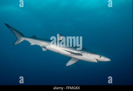 Le requin bleu (Prionace glauca), Afrique du Sud Banque D'Images