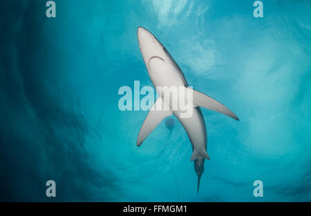 Le requin bleu (Prionace glauca), Afrique du Sud Banque D'Images