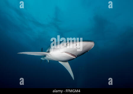 Le requin bleu (Prionace glauca), Afrique du Sud Banque D'Images