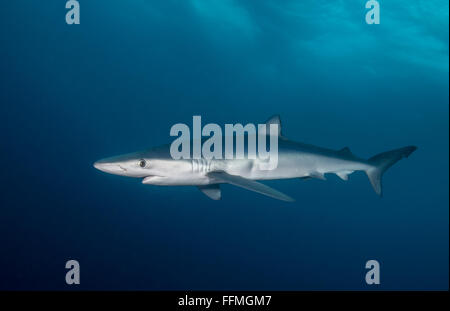 Le requin bleu (Prionace glauca), Afrique du Sud Banque D'Images