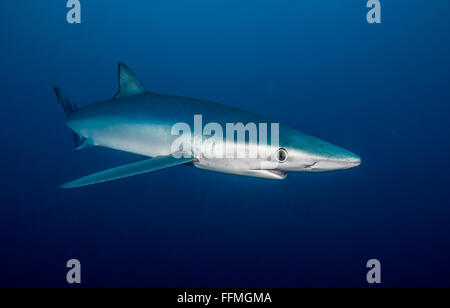 Le requin bleu (Prionace glauca), Afrique du Sud Banque D'Images