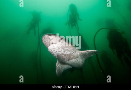 Broadnose Sevengill Notorynchus cepedianus (Requin), Afrique du Sud Banque D'Images