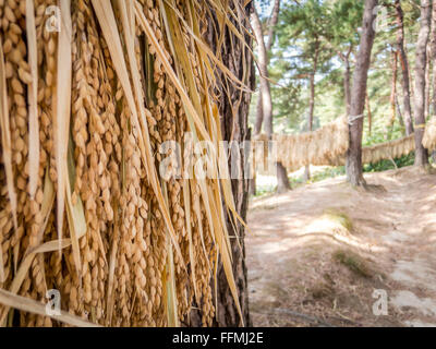 La récolte de riz est suspendu jusqu'à sec entre les arbres dans les bois. Banque D'Images