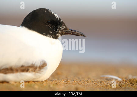 Portrait de la Mouette pygmée (Hydrocoloeus minutus) au bord du lac. Banque D'Images