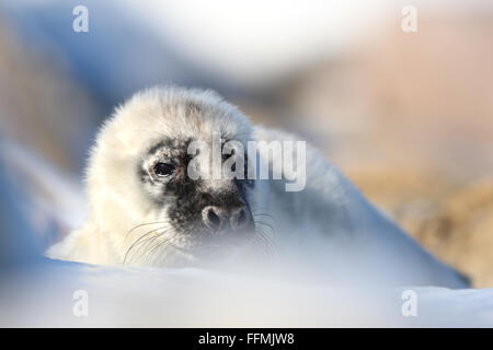 Bébé Phoque gris (Halichoerus grypus) sur la glace de mer. L'Europe, l'Estonie Banque D'Images