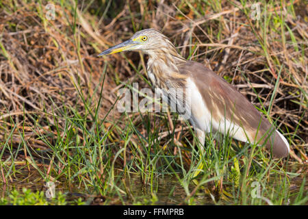 Indian Pond Heron (Ardeola grayii), debout dans un marais, Taqah, Dhofar, Oman Banque D'Images