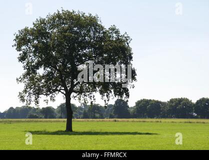 Arbre isolé avec ombre dans le champ vide de Green Grass Banque D'Images