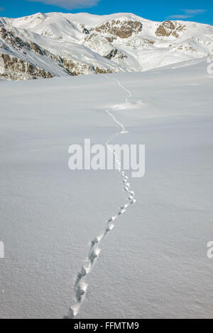 Animal solitaire traces dans la neige, Pyrénées, lièvre Banque D'Images