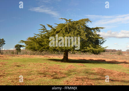 L'if commun Taxus baccata Taxaceae Banque D'Images