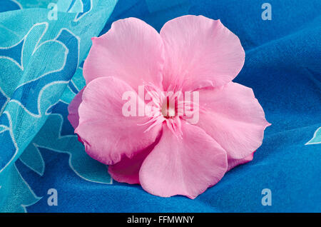 Oleander fleur sur fond bleu Banque D'Images