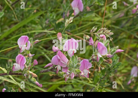 Common Restharrow (Ononis repens) Banque D'Images