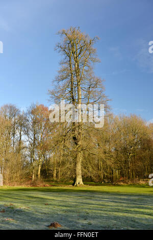 Hêtre Fagus sylvatica Fagaceae Banque D'Images