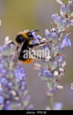 BOMBUS LAPIDARIUS RED TAILED BUMBLEBEE se nourrissant de fleurs de lavande Banque D'Images