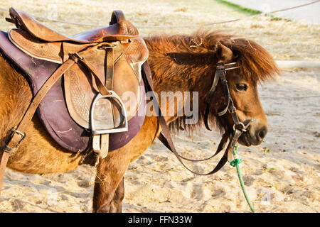 Poulain cheval nature mammifère animal Banque D'Images