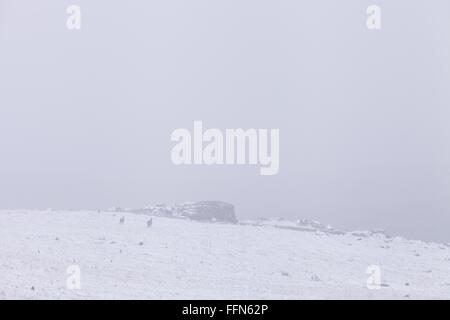 Poneys Dartmoor marcher dans les collines du Parc National de Dartmoor dans la neige en hiver au Royaume-Uni. Un grand gel est prévu. Banque D'Images