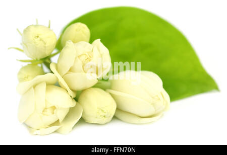 Fleurs de jasmin sur fond blanc Banque D'Images