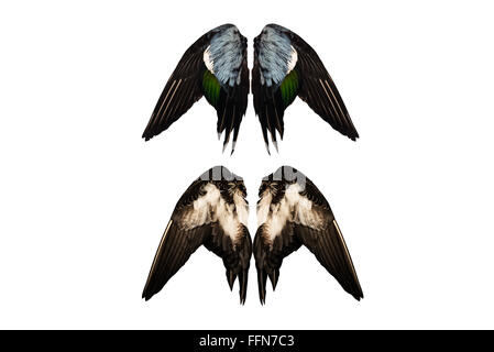 Coupé du vrai ailes de canards sur fond blanc retour isolé/angel quatre deux paires Banque D'Images
