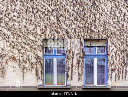 De raisins secs sur une façade de maison avec deux fenêtres Banque D'Images