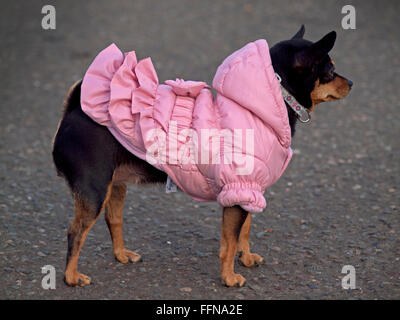 Un petit chien porte un manteau matelassé rose à Brighton Banque D'Images