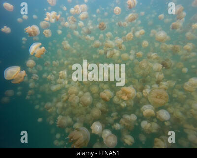 Jellyfish lake à Palau, Micronésie, l'océan Pacifique. Les méduses nager sous l'or, la vie marine, les animaux Banque D'Images