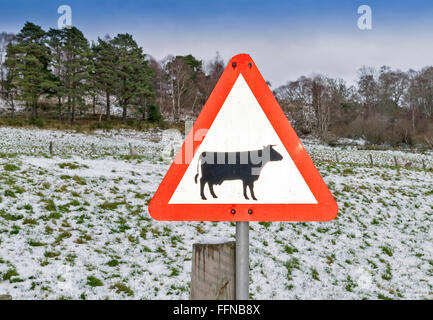 Méfiez-VOUS DES VACHES PRÈS DE DOMAINE DE LA NEIGE EN ÉCOSSE LE LONG DE LA VOIE DE SPEYSIDE Banque D'Images