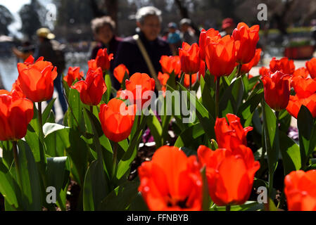 Kunming, province chinoise du Yunnan. 16 Février, 2016. Les tulipes fleurissent à un parc dans le Yunnan, capitale de la province chinoise du Yunnan au sud-ouest, 16 février 2016. Credit : Lin Yiguang/Xinhua/Alamy Live News Banque D'Images