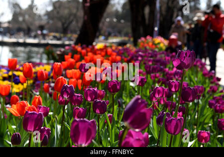 Kunming, province chinoise du Yunnan. 16 Février, 2016. Les tulipes fleurissent à un parc dans le Yunnan, capitale de la province chinoise du Yunnan au sud-ouest, 16 février 2016. Credit : Lin Yiguang/Xinhua/Alamy Live News Banque D'Images