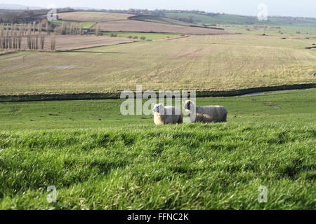 Romney Marsh moutons sur un champ de Rye, East Sussex, UK Banque D'Images