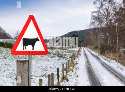 Panneau d'AVERTISSEMENT DE LA ROUTE ATTENTION AUX VACHES PRÈS DE ROUTE DE CAMPAGNE AVEC DE LA NEIGE EN ECOSSE LE LONG DE LA VOIE DE SPEYSIDE Banque D'Images