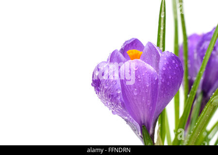Crocus de printemps des fleurs avec des gouttes d'eau isolé sur fond blanc. Selective focus Banque D'Images