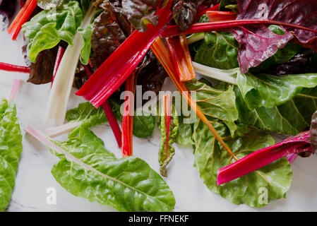 Les feuilles colorées de rainbow chard Banque D'Images